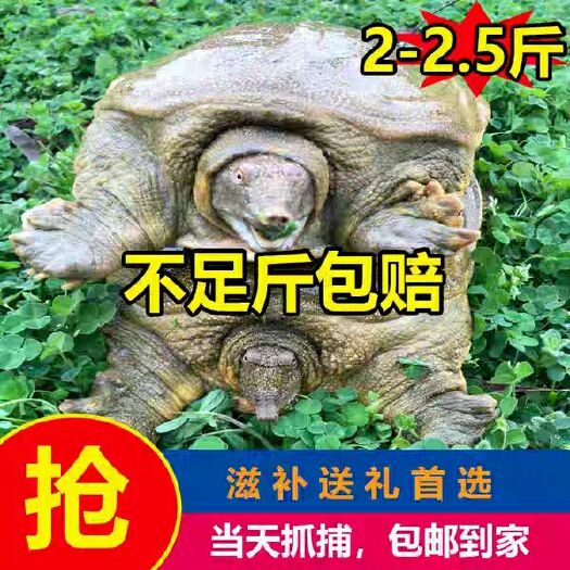海盐县 2.5斤甲鱼王八团鱼，新鲜包邮36一只味道口感都不错，现抓