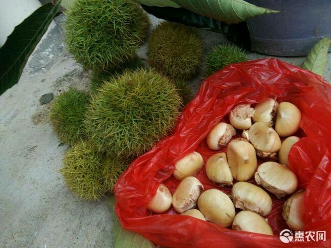 兴国县大红袍板栗苗 嫁接苗