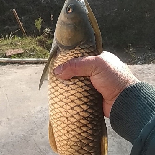 赣州 生态养殖纯草饲养泉水草鱼，