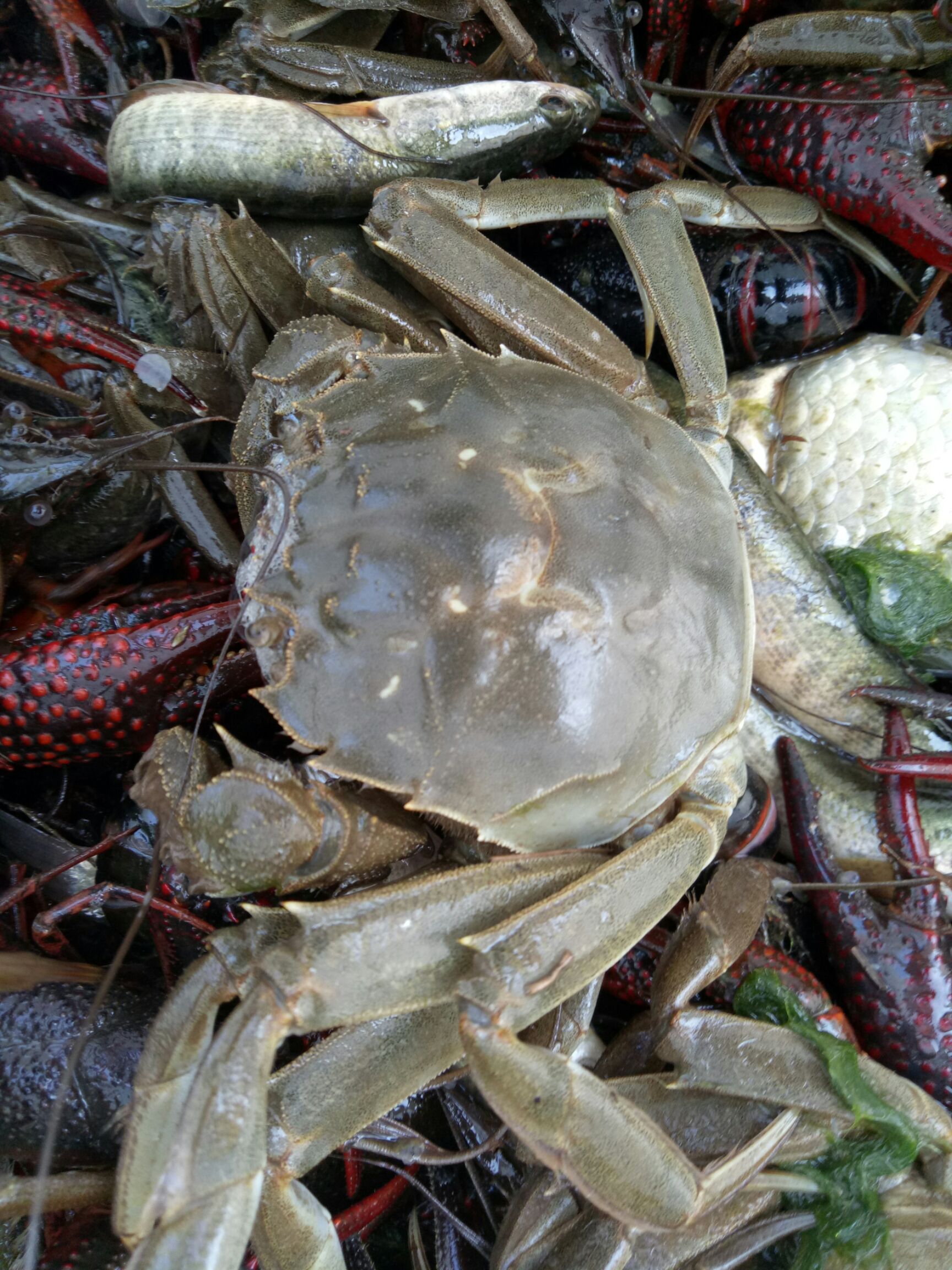  河蟹，肉质鲜美，千亩螃蟹基地，大量供应。