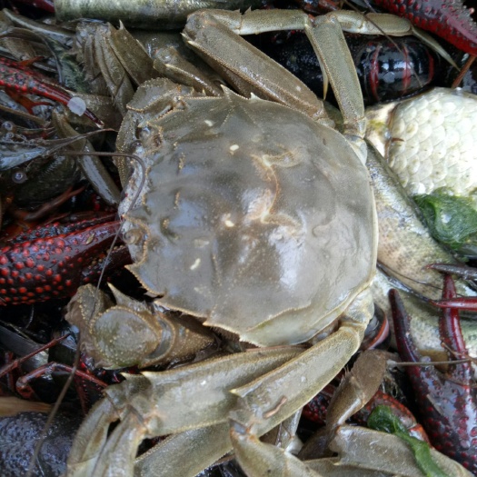 淮南 河蟹，肉质鲜美，千亩螃蟹基地，大量供应。