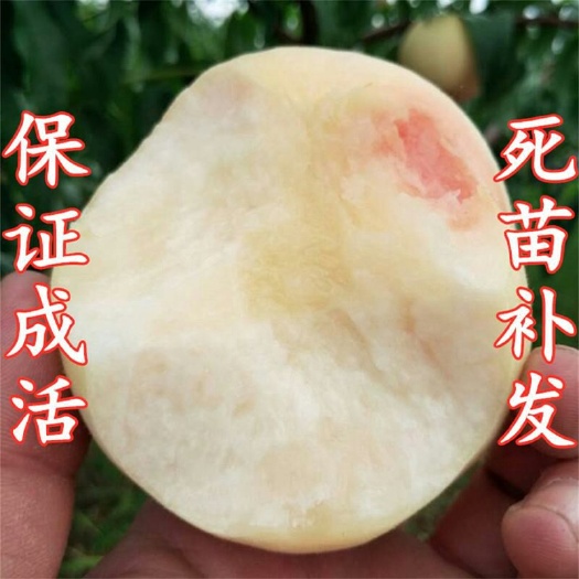 平邑县 白如玉桃树苗，包品种，脆甜可口，免费技术指导，包邮。