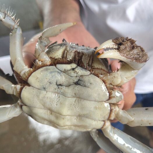 颍上县 焦岗湖大闸蟹以个头大 蟹黄饱满 味鲜而出名 荣获国家绿色食品
