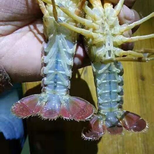 淮安盱眙小龙虾 硬规格456硬规格16/斤，78910硬规格不封顶28/斤