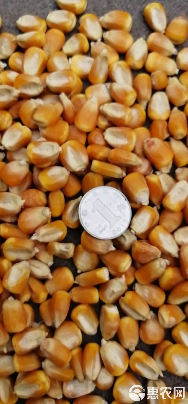 干玉米 玉米粒 ≥690g/L 水份14%-16% 净粮