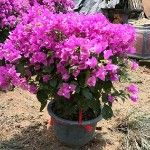 水红三角梅 宝巾花 叶子花 南美紫茉莉 叶子梅 纸花
