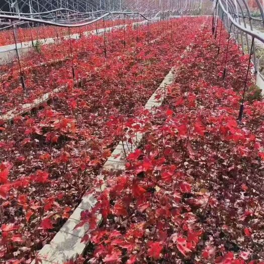邳州市美国红枫苗 大量供应美国红枫杯苗，红枫小苗，1/2/3/4/5公分红枫
