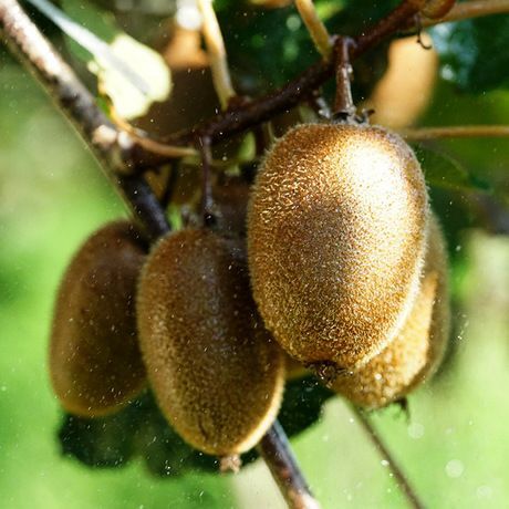 翠香猕猴桃   中国绿心猕猴桃，好吃不止一点。预售中