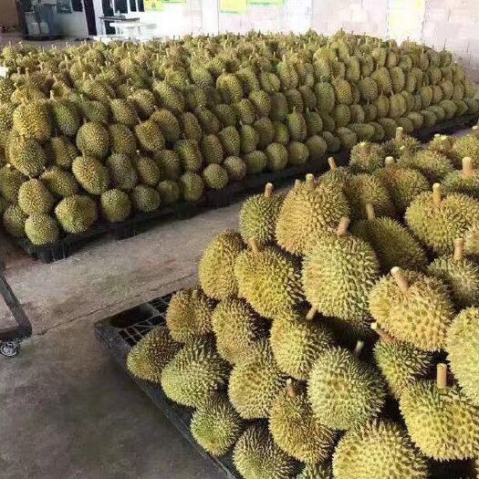 凭祥市金枕榴莲二级，皮薄肉厚果核小