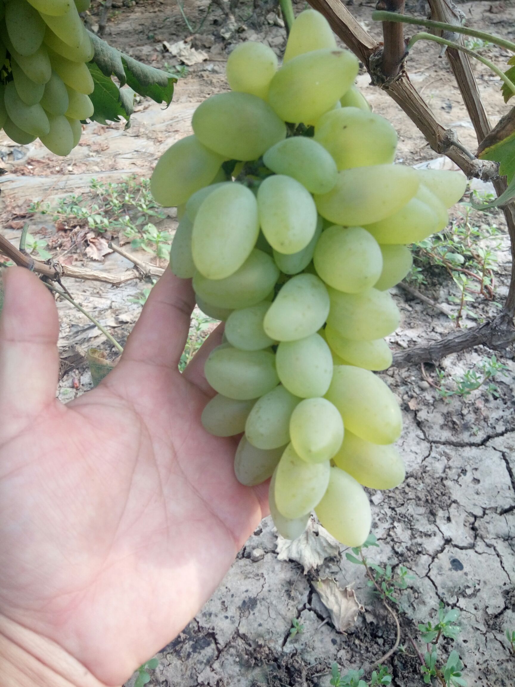  安全正宗金手指葡萄