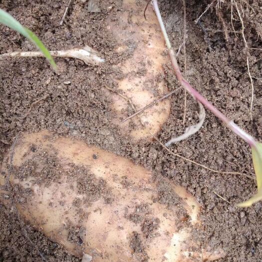 岳西县 乌红杂交天麻