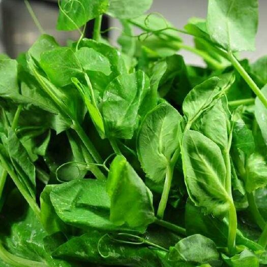 达州 预约定制生产蔬菜四川达州碗豌豆尖豌豆苗龙须菜服务全国菜商