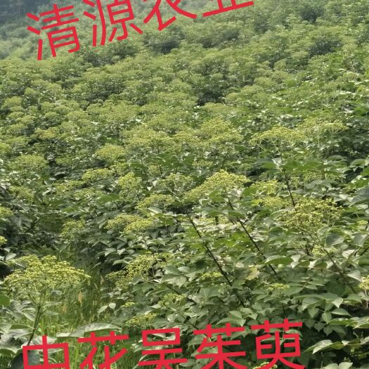 祁东县 优质中花吴茱萸，千亩基地，质量保证。