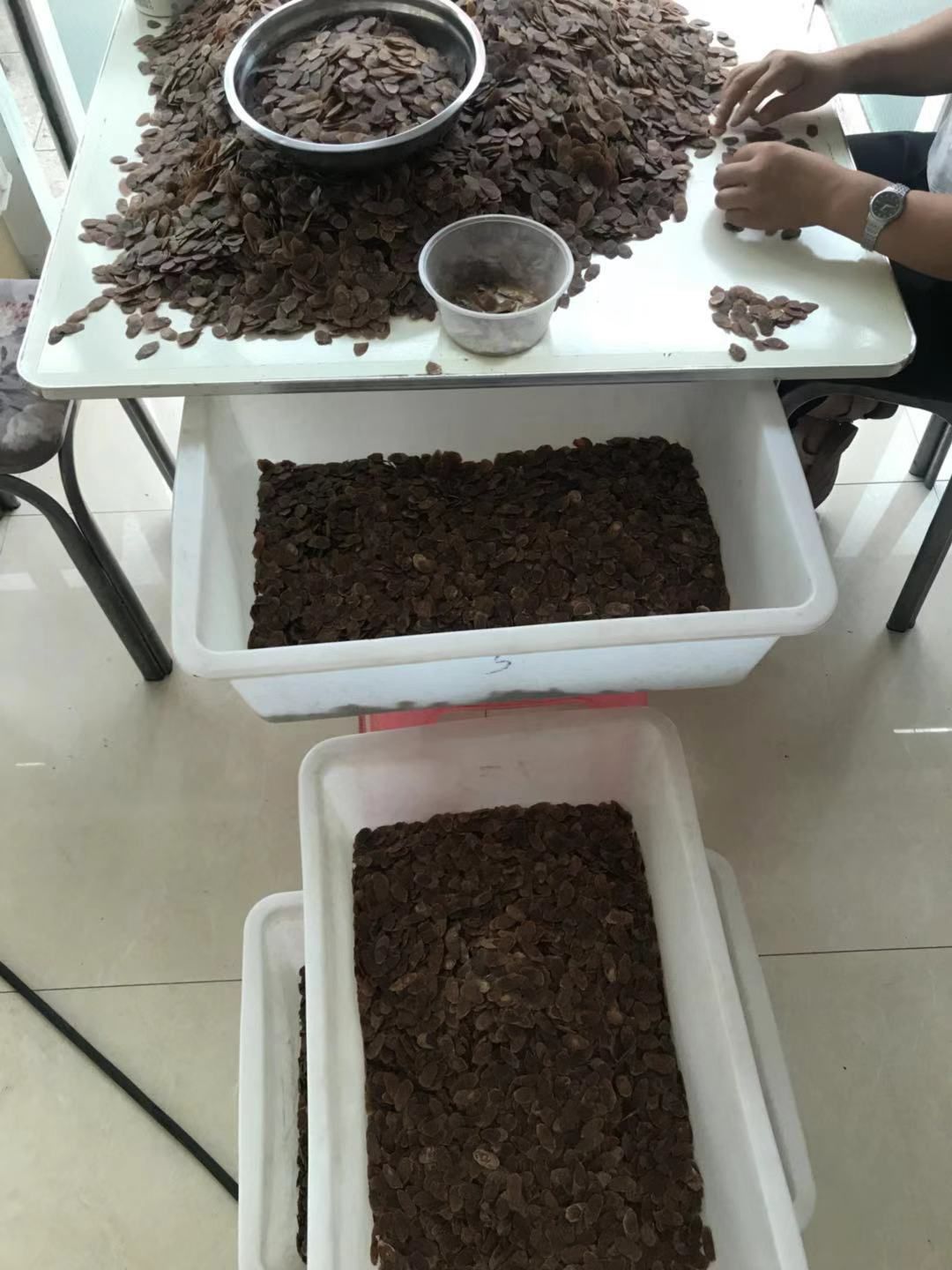  红参片 无糖足干 参农直销 产地直发 500克 包邮