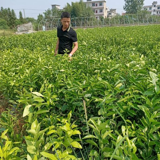 宜春爱媛28号柑桔苗 嫁接苗 0.5~1米