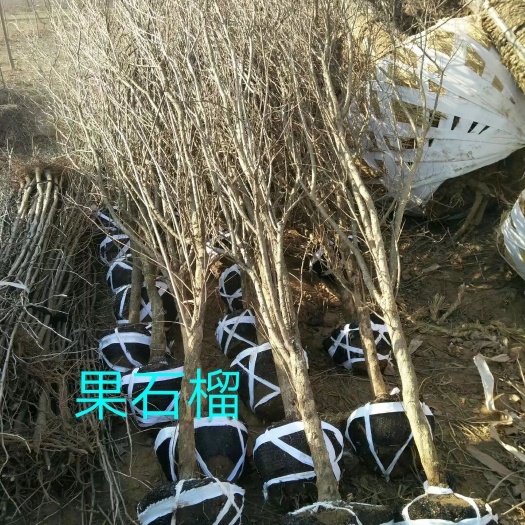 邳州市花石榴 大量供应5-10公分石榴树，丛生石榴树