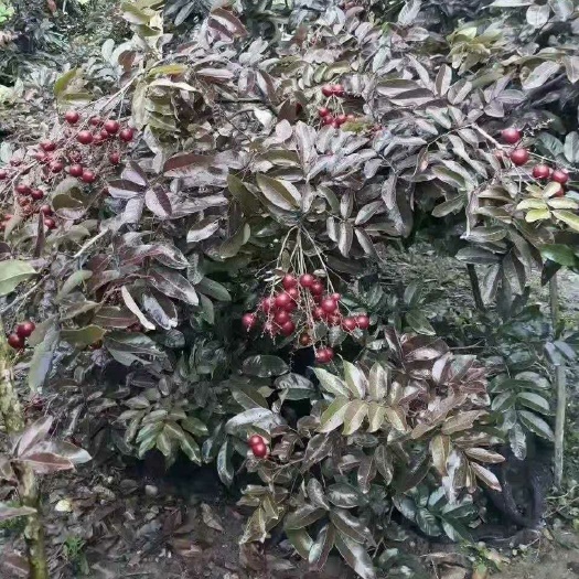 灵山县 泰国红皮龙眼苗