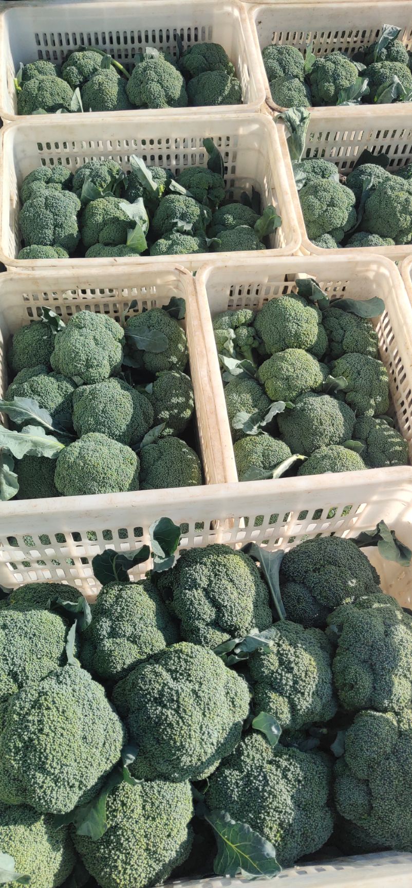 耐寒优秀西兰花 河北张家口沽源最好最大的西蓝花种植户