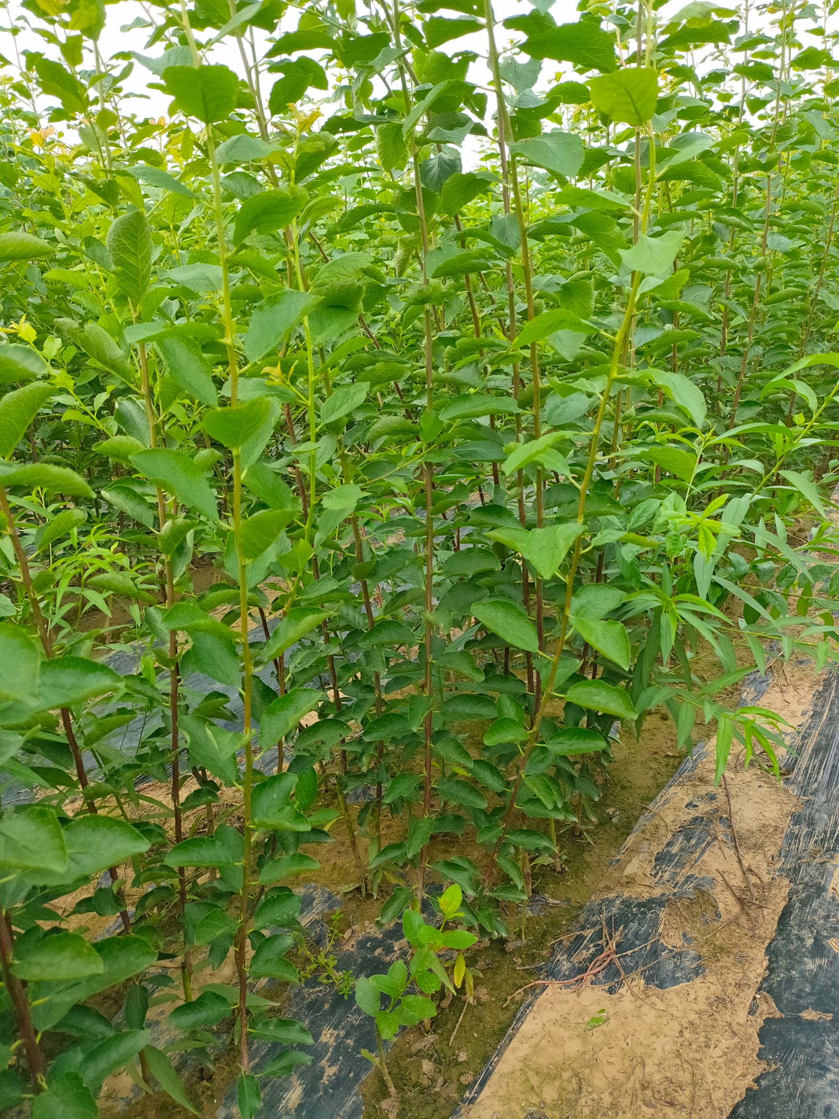 西梅苗 基地批发 法兰西红西梅 西梅女神 杏李系列