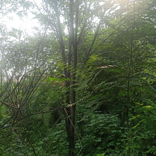 洛阳 龙柱碧桃