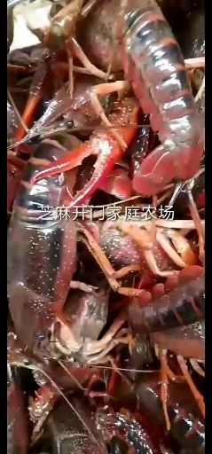 宜宾 四川清水小龙虾