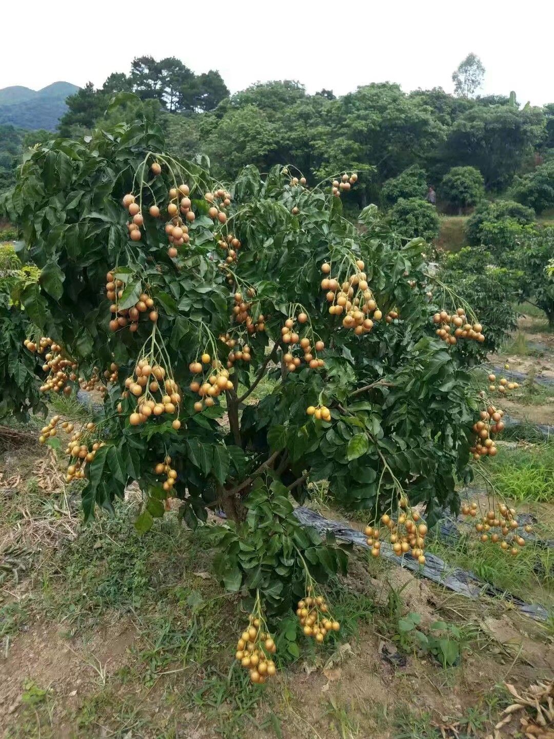  广西新品种黄皮果苗红贵妃黄皮果苗比黑黄皮高产不裂果味道一样甜