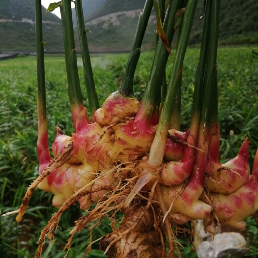 西畴县 收泡姜的联系我