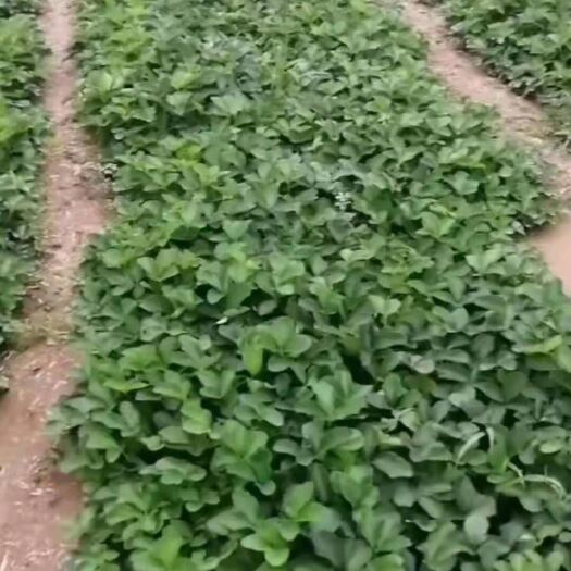 顺平县红颜草莓苗 10~20公分 地栽苗