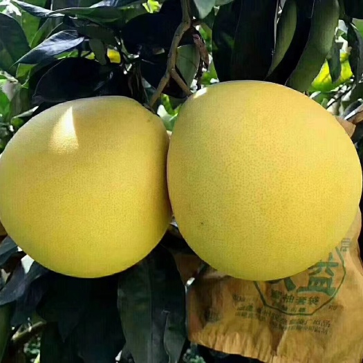  蜜柚，白柚