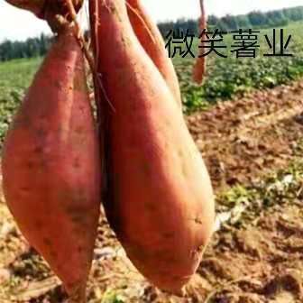 雄县烟薯25 0.6斤-2斤烤块