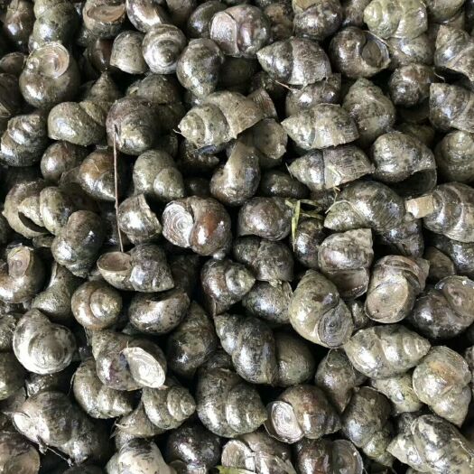 潜江市石螺  1田螺，大中小田螺。质量保证，人工筛选货源一收。放心