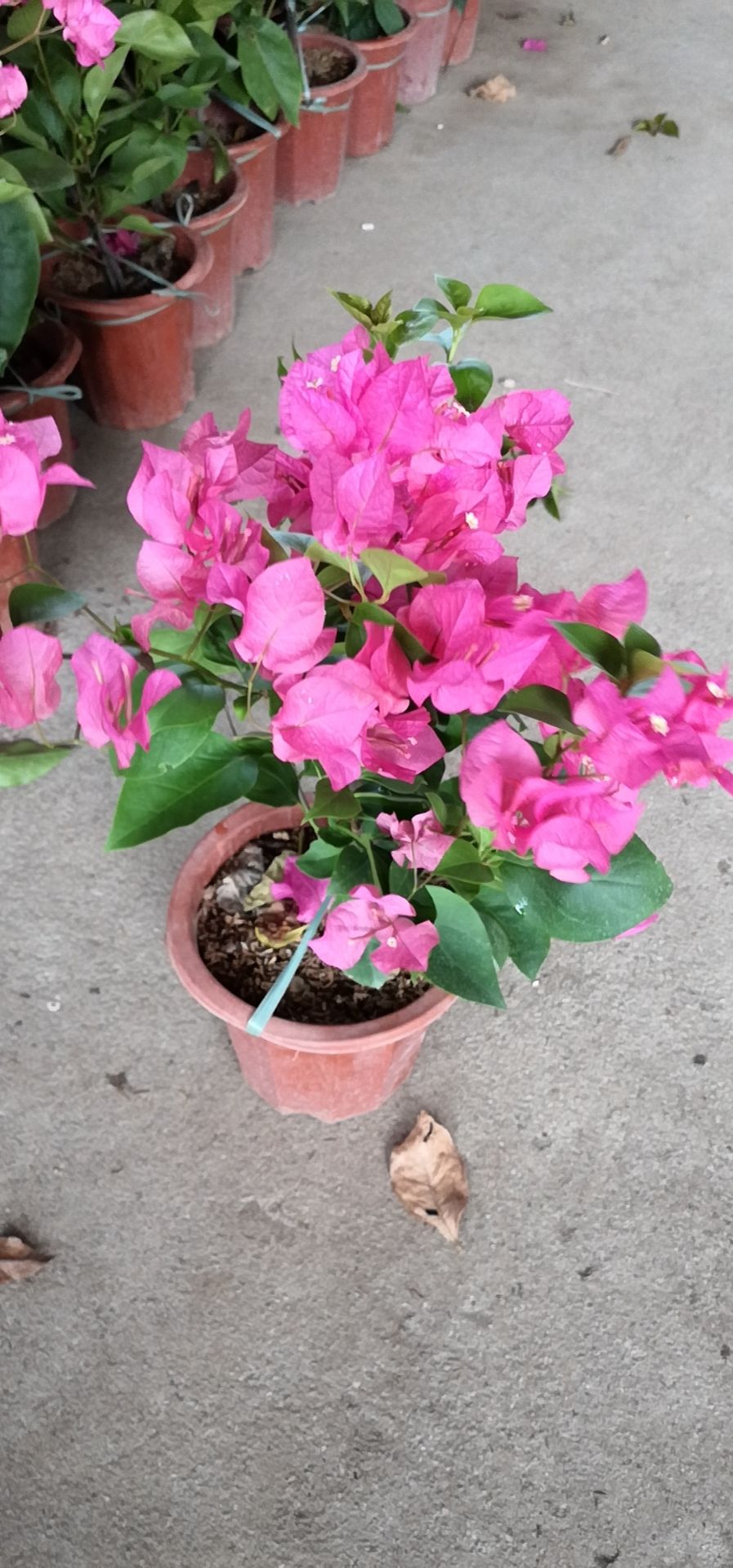 水红三角梅 宝巾花 叶子花 南美紫茉莉 叶子梅 纸花