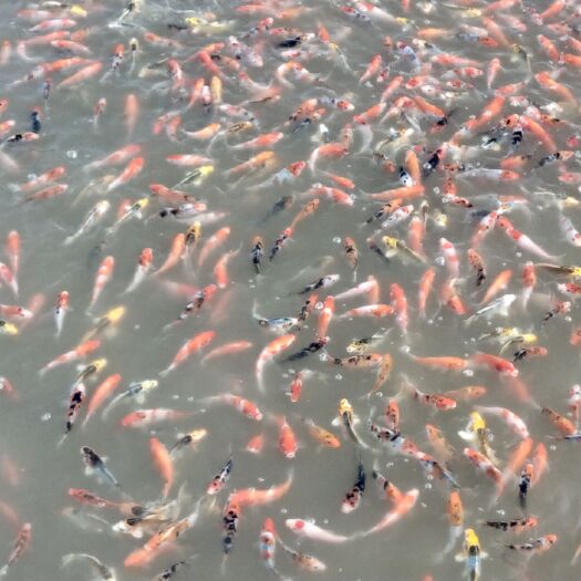 开封 当岁，红白，三色，丹顶锦鲤