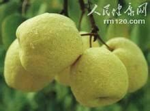砀山县砀山酥梨 80mm以上 350-400g