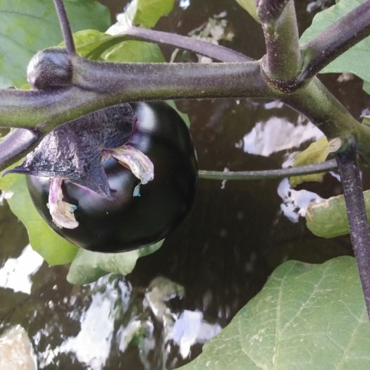 莘縣 一級(jí)茄子，要的聯(lián)系了