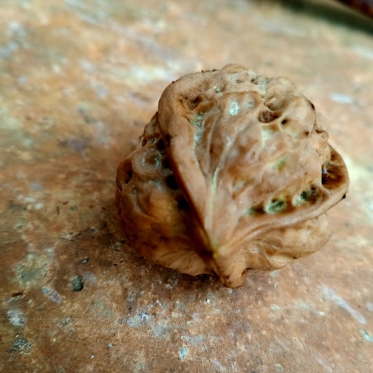 鹤庆县云南核桃 奇异果