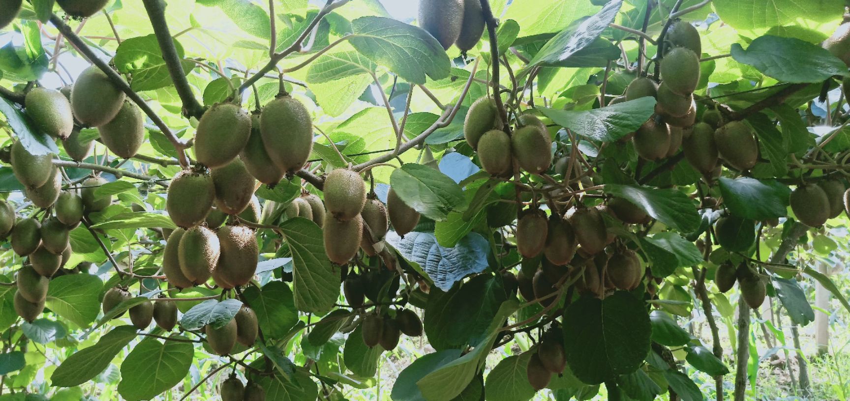 翠香猕猴桃 自产自销