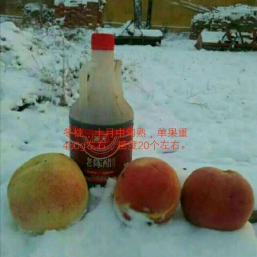  冬桃树苗 晚熟桃树苗 桃树苗 红叶雪桃桃树苗