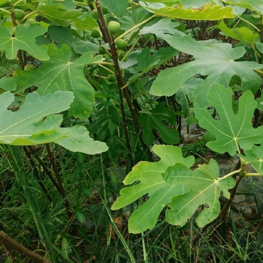 金华 大量出售波姬红无花果苗，一年苗，根系极好