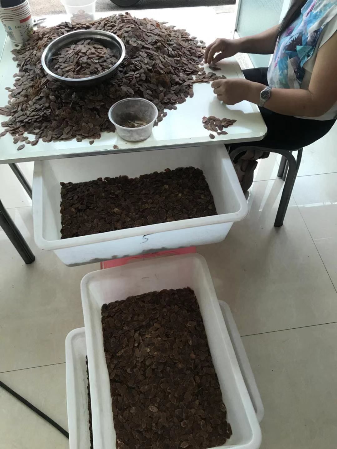  红参片 无糖足干 参农直销 产地直发 500克 包邮