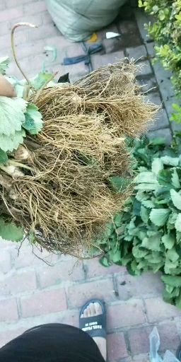 平度市 章姬甜宝草莓苗质量纯度保证，不后悔的草莓苗