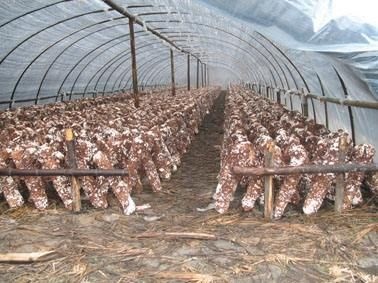 安吉县蔬菜大棚 种植大棚