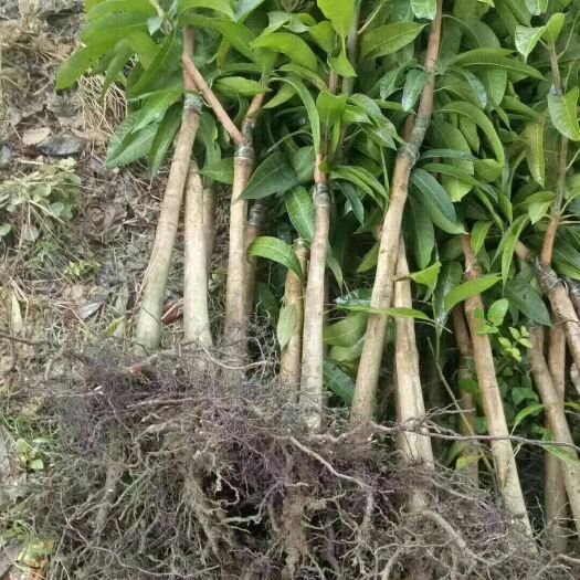 灵山县 金皇芒 桂七芒 红贵妃。各种芒果苗。