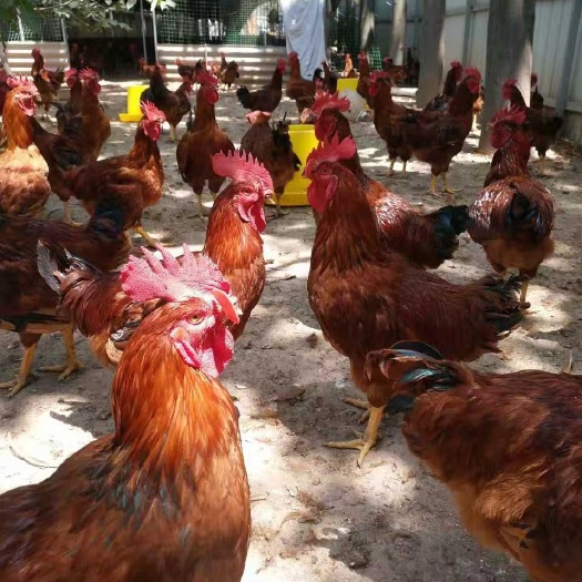 兴平市肉鸡苗 全国送货包售后，二十余年孵化经验，质量保证，诚信经营