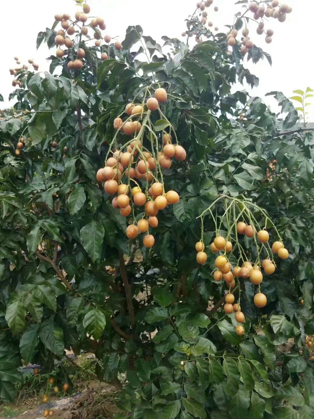  广西新品种黄皮果苗红贵妃黄皮果苗比黑黄皮高产不裂果味道一样甜