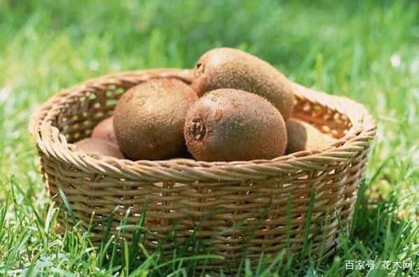 【馈赠亲朋】陕西眉县徐香绿心猕猴桃彩印礼盒现摘现发送礼包邮