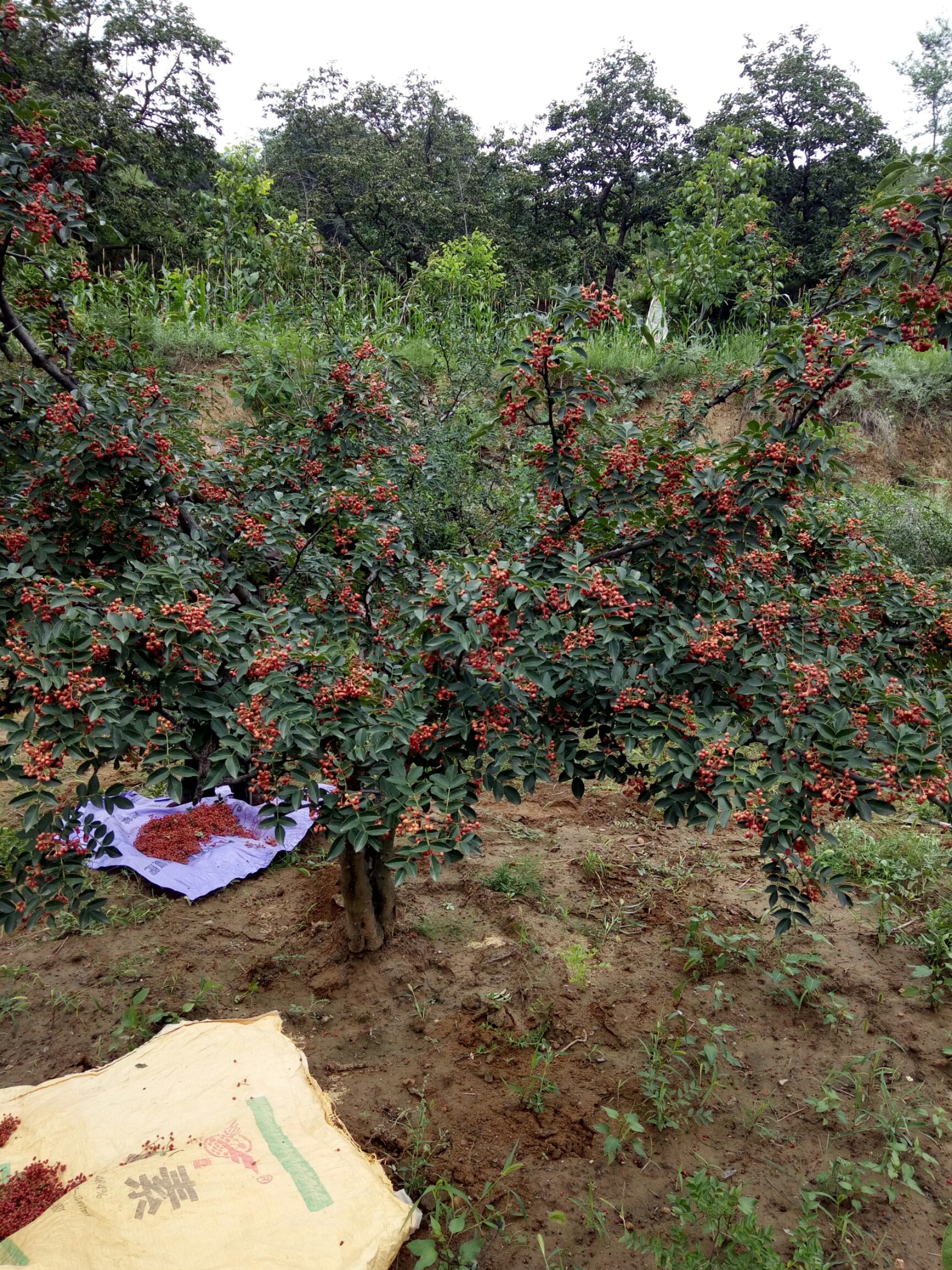 正宗大紅袍花椒,自家地.純天然,無汙染.