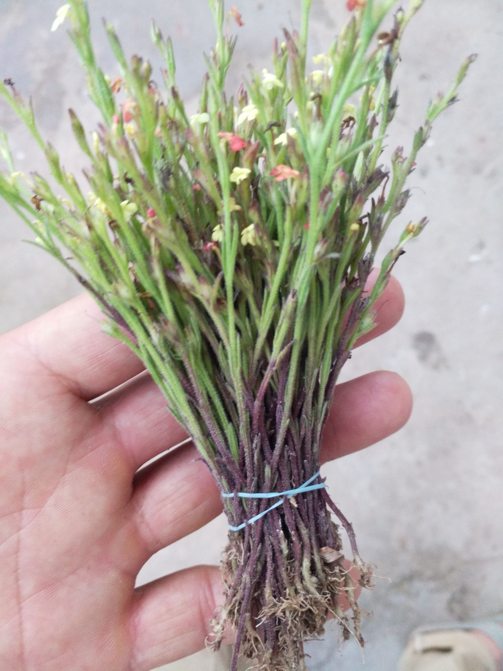 独脚柑 独脚金，正宗广西矮脚金