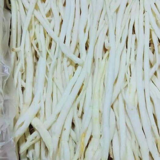 巴中四川沙参 产地批发