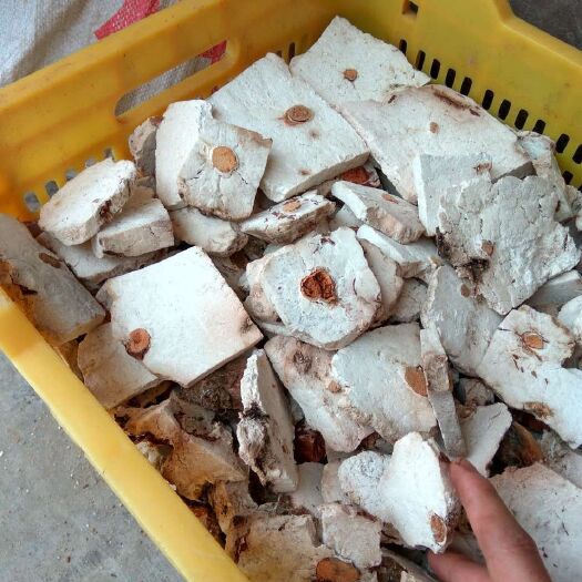 靖州县茯苓